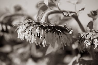 Asılmış ayçiçeği, mavi gökyüzü, sonbahar, üzgün ayçiçeği, solmuş