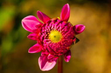 Rosa Dahlia, yalnız, makro