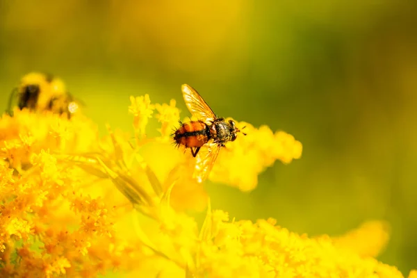 Macro Imagens Uma Mosca Uma Flor Silvestre — Fotografia de Stock