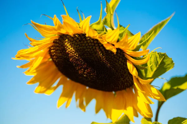 Girasol Colgante Cielo Azul — Foto de Stock