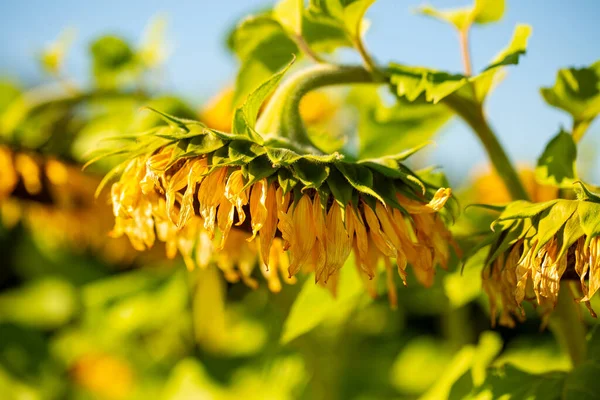 Opknoping Zonnebloem Blauwe Lucht Herfst Droevige Zonnebloem Verwelkt — Stockfoto