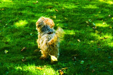 Şirin küçük köpek yeşil çimlerde yürüyor - dikiz manzaralı