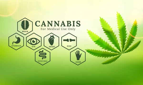 Botanisk Cannabis Lämnar Bakgrund Vektorillustration — Stock vektor