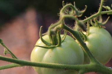Sebze bahçesindeki büyük yeşil domateslerin yakın çekimi. Biyolojik tarım. Aile bahçesinde kimyasallar olmadan yetişen çok lezzetli domatesler. Evde sebze yetiştirme geleneği.