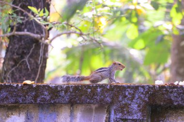 Sincaplar Sciuridae familyasının küçük ya da orta büyüklükteki kemirgenlerden oluşan bir ailesidir..