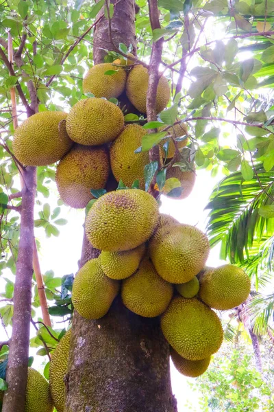 Genç Jackfruit, Jack Tree. Güney ve Güneydoğu Asya mutfağında tropikal meyve ve yaygın olarak kullanılır. Olgun ya da Olgunlaşmamış Yiyebilir