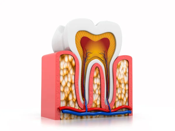 Anatomía Dental Parte Del Diente Sección Transversal Anatomía Detallada Imágenes De Stock Sin Royalties Gratis