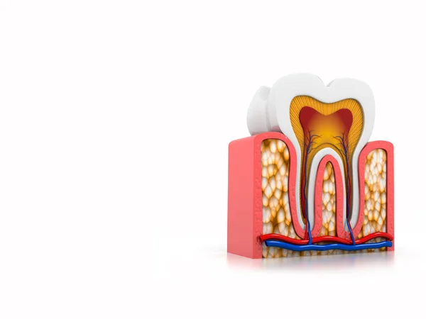 Anatomía Dental Parte Del Diente Sección Transversal Anatomía Detallada Imagen De Stock