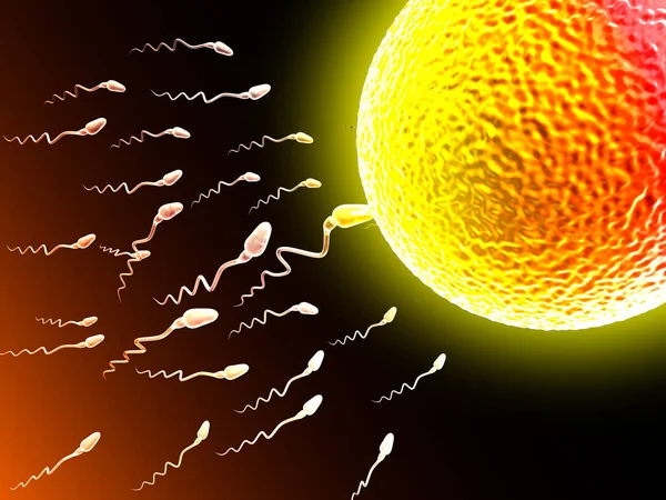 卵細胞に向かって泳ぐ精子細胞 ストック画像