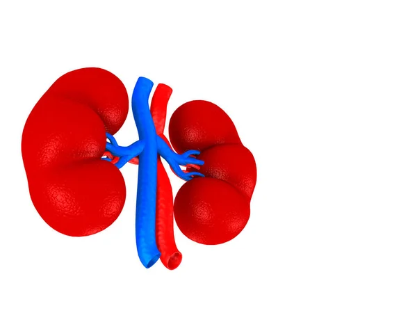 白い背景の腎臓のデジタルイラスト — ストック写真