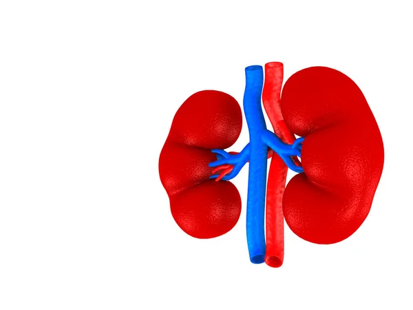 Digital Illustration Kidney White Colour Background — Stock Photo, Image