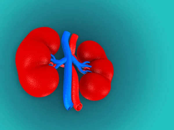 Digital Illustration Kidney Blue Colour Background — Stock Photo, Image
