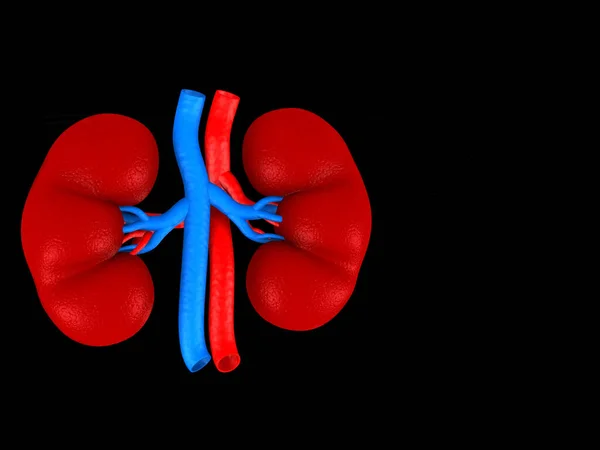 Digital Illustration Kidney Black Colour Background — Stock Photo, Image