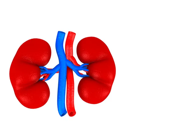 Digital Illustration Kidney White Colour Background — Stock Photo, Image