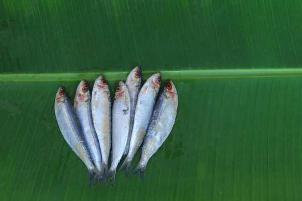 Pescado Sardina Aceite Indio Fresco Hoja Plátano Verde Enfoque Selectivo — Foto de Stock