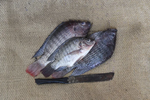 Świeże Tilapia Fish Selective Ostrość Selektywne Skupienie Temacie — Zdjęcie stockowe