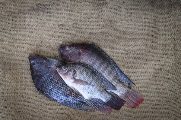 Taze tilapia balığı. Seçici odaklanma, konuya seçici odaklanma..