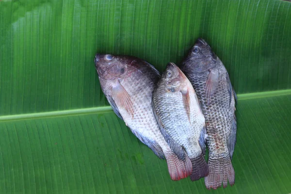 Pescado Fresco Tilapia Sobre Hoja Plátano Verde Enfoque Selectivo Tema — Foto de Stock