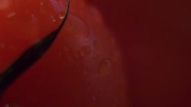 Güzel kırmızı domatesler, su damlaları makro video. Organik yiyecekler ve çiftlik yemekleri için taze ıslak sağlıklı domates..