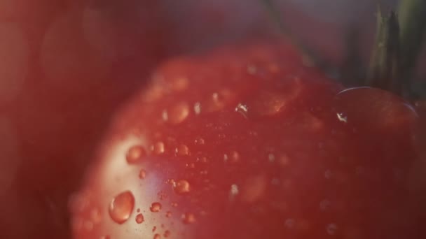 Güzel kırmızı domatesler, su damlaları makro video. Organik yiyecekler ve çiftlik yemekleri için taze ıslak sağlıklı domates.. — Stok video
