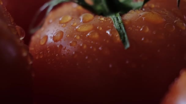 美しい赤いトマト、水がマクロビデオをドロップします。農場から有機食品や料理のための新鮮な湿った健康的なトマト. — ストック動画