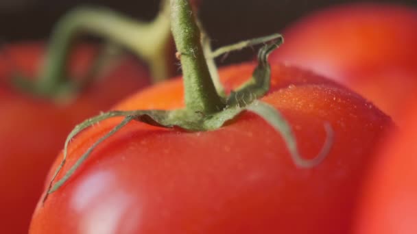 Belle tomate rouge, gouttes d'eau macro vidéo. Tomate fraîche humide et saine pour manger et cuisiner bio à la ferme. — Video