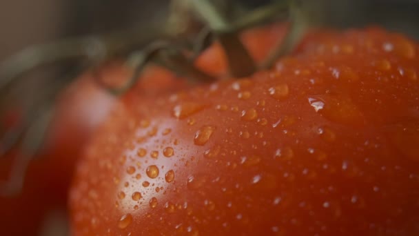 Vackra röda tomater, vattendroppar makro video. Färsk våt frisk tomat för ekologisk mat och matlagning från gården. — Stockvideo