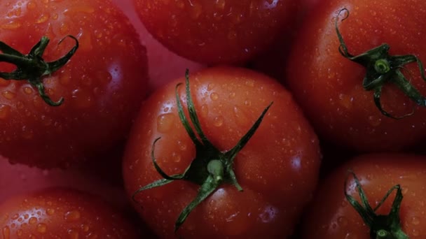Belle tomate rouge, gouttes d'eau macro vidéo. Tomate fraîche humide et saine pour manger et cuisiner bio à la ferme. — Video