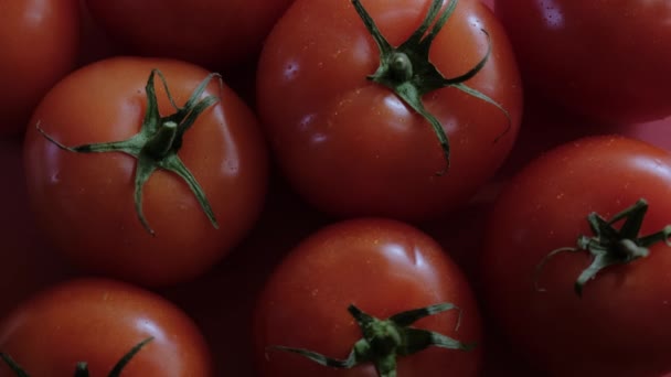 美しい赤いトマト、水がマクロビデオをドロップします。農場から有機食品や料理のための新鮮な湿った健康的なトマト. — ストック動画