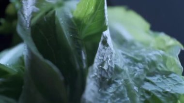 Bir demet taze yeşil salata su akıntısına dökülüyor, yakın çekim görüntüsü yavaş çekimde. Su damlalı Romaine marul salatası temiz suyla yıkanır..