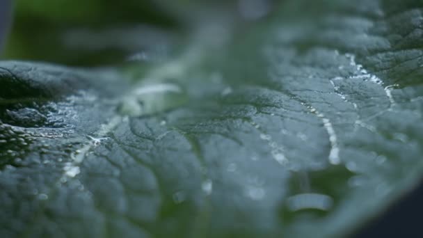 落下する水滴とロメインレタスサラダ葉。シーザーサラダレシピ成分 — ストック動画