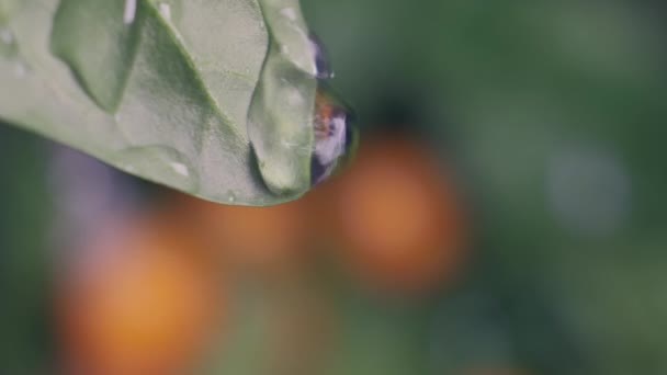 Zamknij świeży zielony liść kroplą wody deszczowej w zwolnionym tempie. Naturalne nieostre tło. — Wideo stockowe