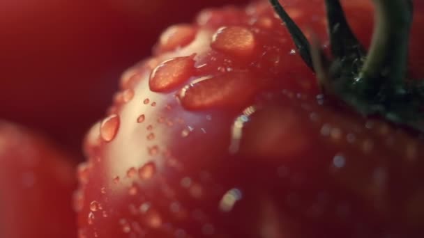 Piękne czerwone pomidory, krople wody makro wideo. Świeże mokre zdrowe pomidory do ekologicznego jedzenia i gotowania z gospodarstwa. — Wideo stockowe