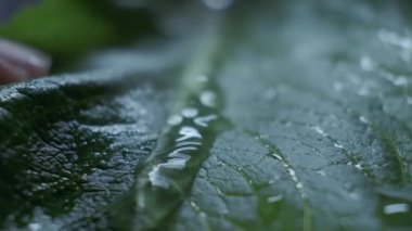  Düşen su damlalarıyla marul salatası yaprağı. Sezar salatası tarifi