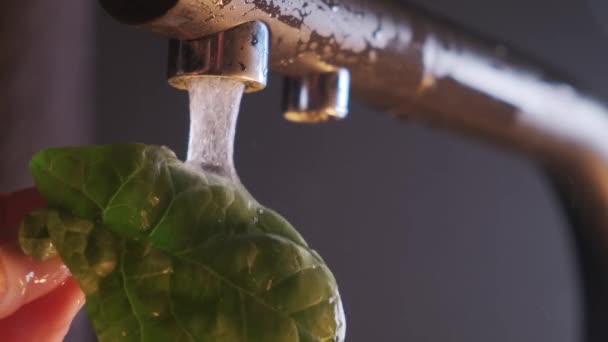 Male hand holds leaves of fresh green salad pours in stream of water from, close-up view in slow motion. — Stock Video