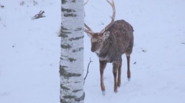 Kış manzarasında yürüyen kırmızı geyik, yavaş çekimde düşen karla.