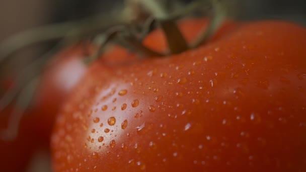 Vackra röda tomater, vattendroppar makro video. Färsk våt frisk tomat för ekologisk mat och matlagning från gården. — Stockvideo