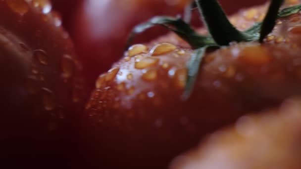 Belos tomates vermelhos, gotas de água macro vídeo. Tomate fresco húmido saudável para alimentação orgânica e culinária da fazenda. — Vídeo de Stock