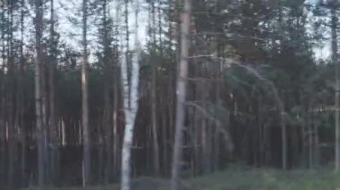 Güzel gökyüzüne karşı hareket eden ağaçların manzarası.