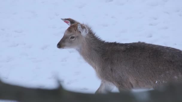 Jonge schattige herten wandelen in de winter landschap met vallende sneeuw in slow motion — Stockvideo