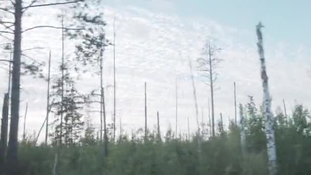 Moving scenery of forest with swamp. Beautiful train view of trees at sunset. — Stock Video