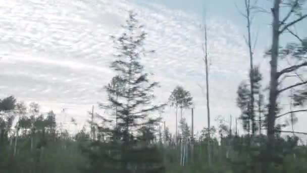 Flyttande landskap av träd mot vacker himmel. Tåg utsikt över skogen vid solnedgången. — Stockvideo