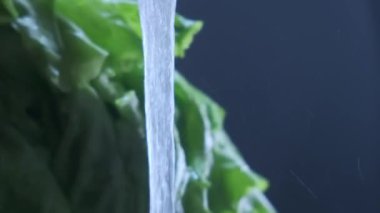 Bir demet taze yeşil salata su akıntısına dökülüyor, yakın çekim görüntüsü yavaş çekimde. Su damlalı Romaine marul salatası temiz suyla yıkanır..