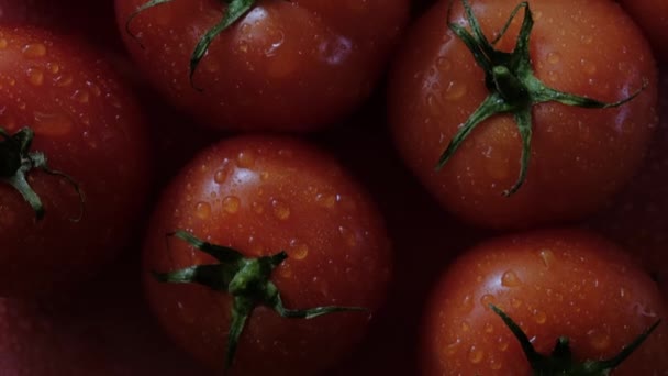 Vackra röda tomater, vattendroppar makro video. Färsk våt frisk tomat för ekologisk mat och matlagning från gården. — Stockvideo