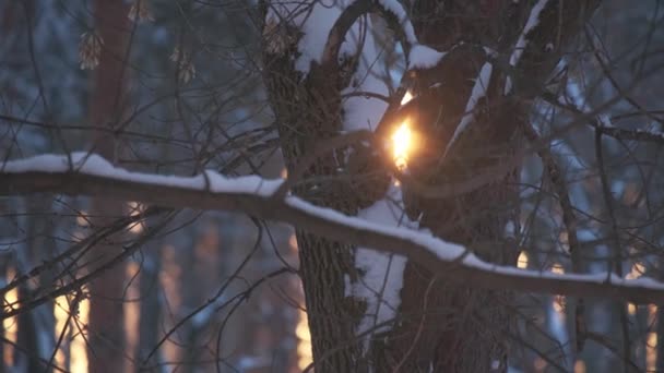 Vue sur la lumière du soleil couchant à travers des troncs d'arbres nus — Video
