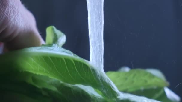 Un montón de ensalada verde fresca se vierte en la corriente de agua, vista de cerca en cámara lenta. Ensalada de lechuga romana con gotas de agua se lava con agua limpia. — Vídeos de Stock