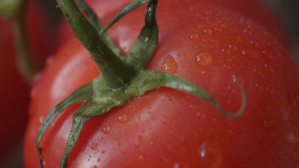 Vackra röda tomater, vattendroppar makro video. Färsk våt frisk tomat för ekologisk mat och matlagning från gården. — Stockvideo