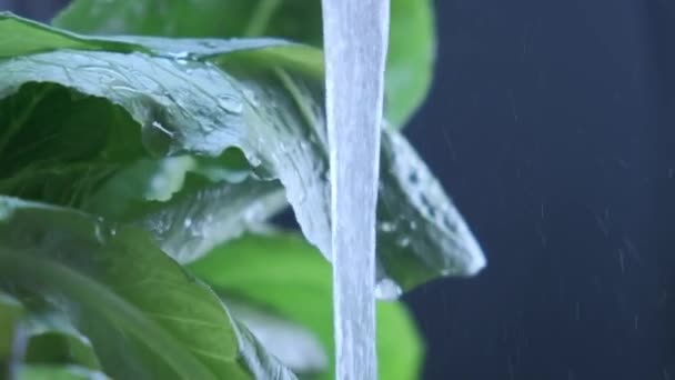 Un montón de ensalada verde fresca se vierte en la corriente de agua, vista de cerca en cámara lenta. Ensalada de lechuga romana con gotas de agua se lava con agua limpia. — Vídeos de Stock