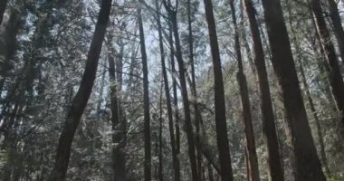 POV ormanda yürüyor güneş ağaçların arasından parlarken, su damlaları eriyip düşüyor. Tropikal Orman Arkaplanı 'na bak. Yavaş çekim sabit görüntü. Kyoto, Japonya.