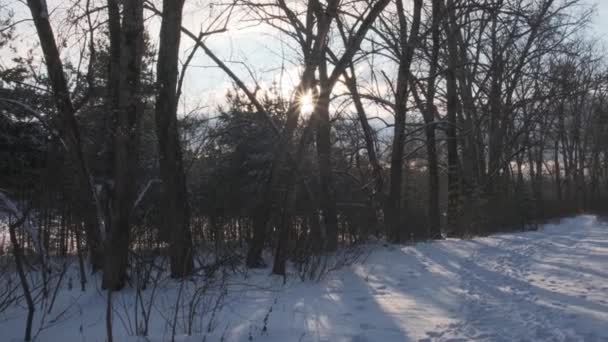 Malerische Landschaft mit gefrorenem, schneebedecktem Wald und an sonnigen Wintertagen. — Stockvideo